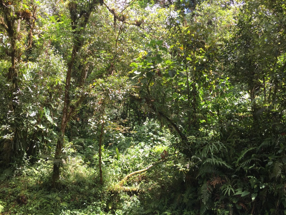 Withdrawn 18 Lush Hectares – 46 plus Acres – in Bajo Mono, Boquete for Under $200K – Potential Eco-Resort Site photo 7