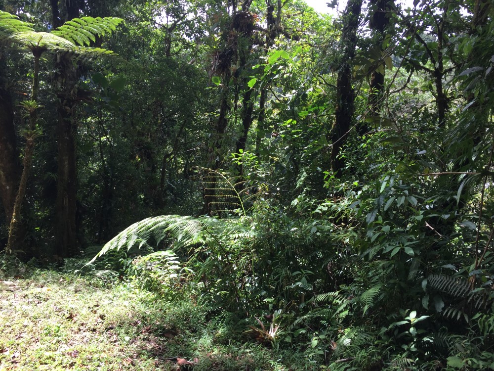 Withdrawn 18 Lush Hectares – 46 plus Acres – in Bajo Mono, Boquete for Under $200K – Potential Eco-Resort Site photo 8