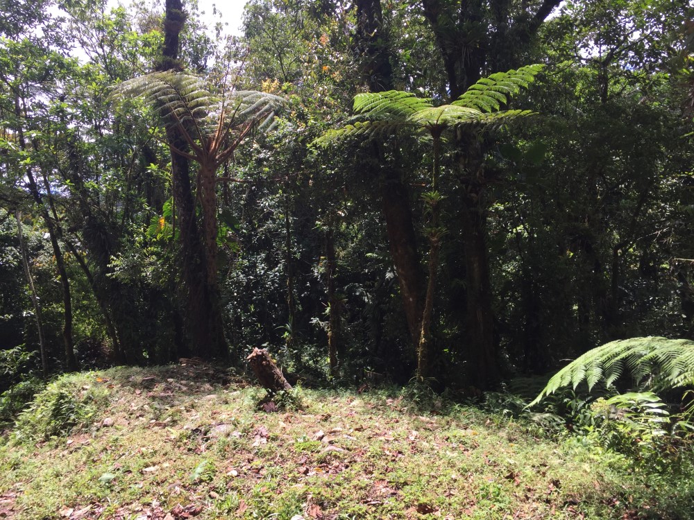 Withdrawn 18 Lush Hectares – 46 plus Acres – in Bajo Mono, Boquete for Under $200K – Potential Eco-Resort Site photo 9