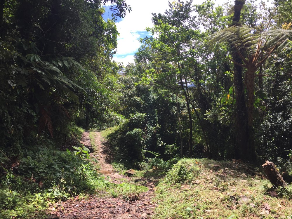 Withdrawn 18 Lush Hectares – 46 plus Acres – in Bajo Mono, Boquete for Under $200K – Potential Eco-Resort Site photo 5