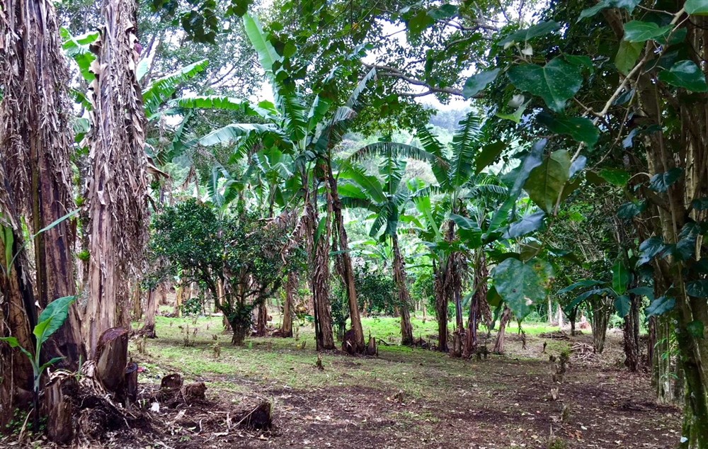 Off Market by Owner - Prime Home Site or Development Lot for Sale in Palo Alto, Boquete – Already Zoned for Medium Density photo 2