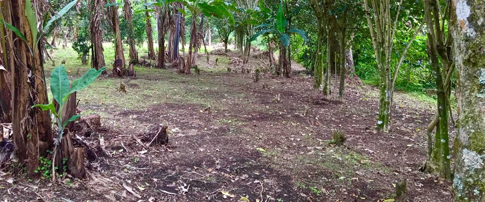 Off Market by Owner - Prime Home Site or Development Lot for Sale in Palo Alto, Boquete – Already Zoned for Medium Density photo 4