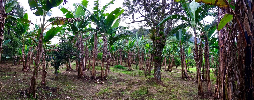 Off Market by Owner - Prime Home Site or Development Lot for Sale in Palo Alto, Boquete – Already Zoned for Medium Density photo 3