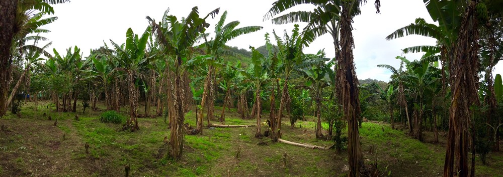 Off Market by Owner - Prime Home Site or Development Lot for Sale in Palo Alto, Boquete – Already Zoned for Medium Density photo 7