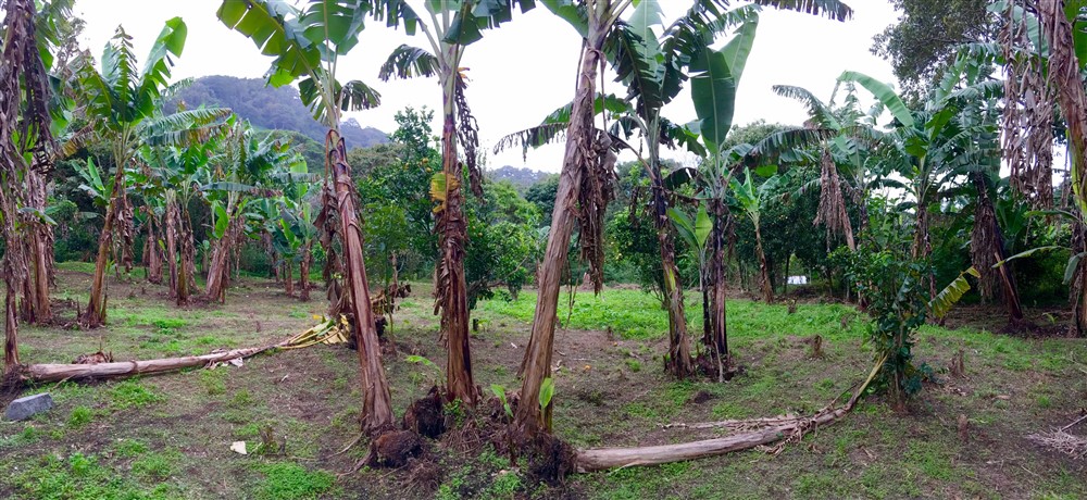 Off Market by Owner - Prime Home Site or Development Lot for Sale in Palo Alto, Boquete – Already Zoned for Medium Density
