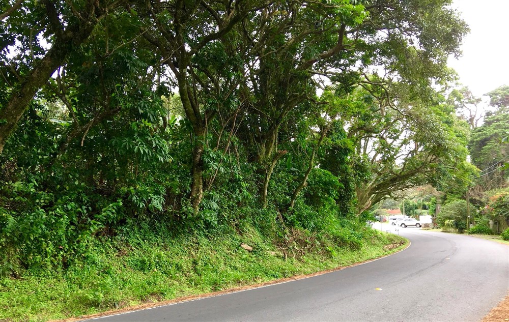 Off Market by Owner - Prime Home Site or Development Lot for Sale in Palo Alto, Boquete – Already Zoned for Medium Density photo 8