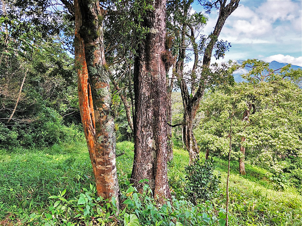 Price Reduction! Outstanding Building Site Lot in Jaramillo, Boquete Panama for Sale Next to Montana Verde Development and Luxury Homes – Over 5,300 Square Meters! photo 11