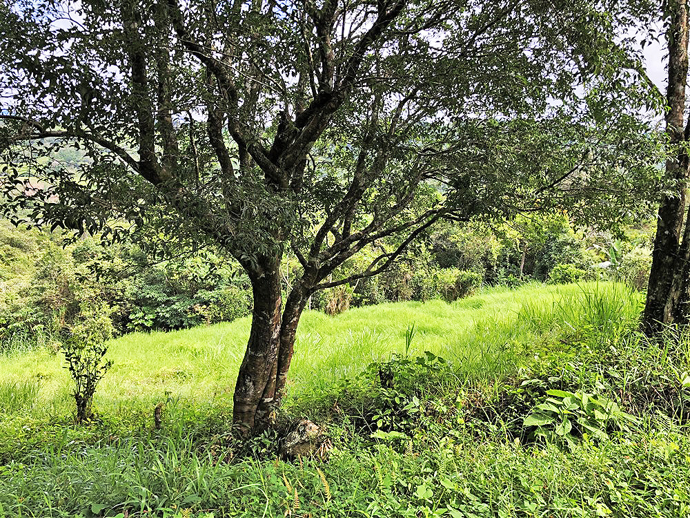 Price Reduction! Outstanding Building Site Lot in Jaramillo, Boquete Panama for Sale Next to Montana Verde Development and Luxury Homes – Over 5,300 Square Meters! photo 7