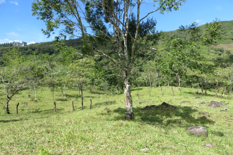 7 acres of Beautiful Land For Sale Close to Lucero golf course in La Estrella, Jaramillo, Boquete, Chiriqui photo 12