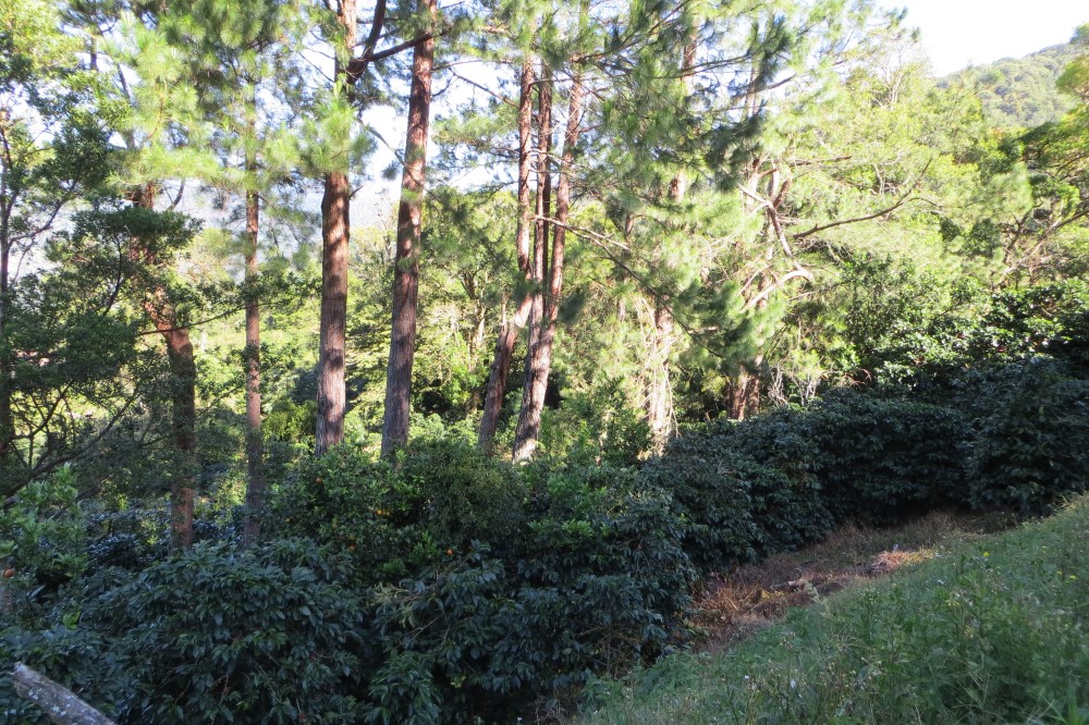 Sold by Casa Solution - Las Terrazas Gated Community Large Lot for Sale in Jaramillo, Boquete photo 10