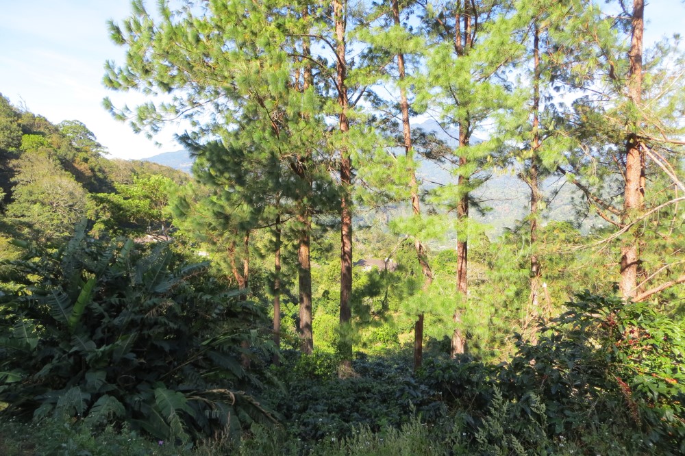 Sold by Casa Solution - Las Terrazas Gated Community Large Lot for Sale in Jaramillo, Boquete photo 8