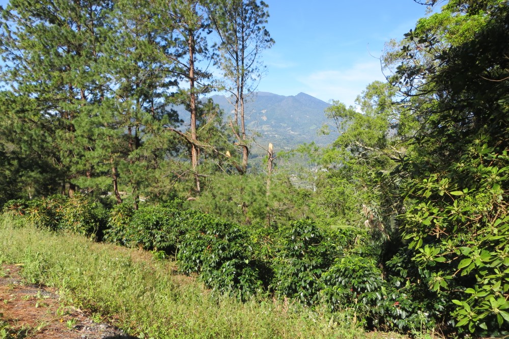 Sold by Casa Solution - Las Terrazas Gated Community Large Lot for Sale in Jaramillo, Boquete photo 6