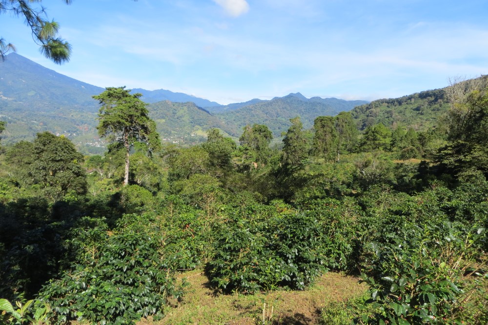 Sold by Casa Solution - Las Terrazas Gated Community Large Lot for Sale in Jaramillo, Boquete photo 3