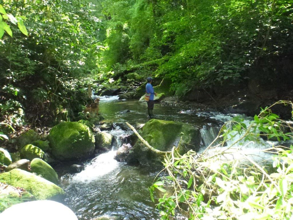 sold Giant Coffee and Versatile Farm in Volcan  – 1.78 million square meters – Finca Cafetalera en Volcan con Hermosas Vistas photo 4