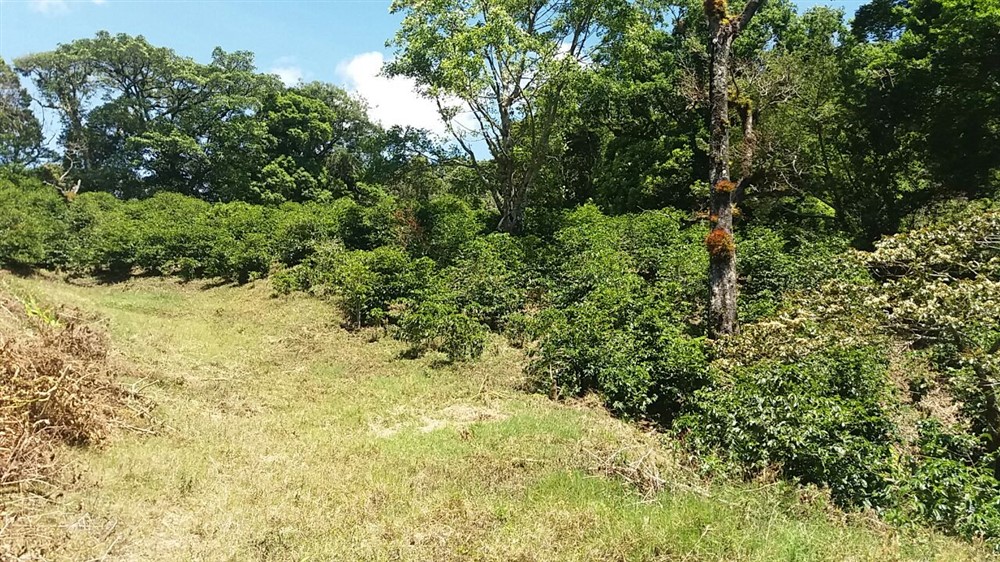 Magnificent View Lot in Las Terrazas Gated Community, Boquete, Panama – Lote con Magníficas Vistas en Las Terrazas, Boquete, Panamá. photo 9