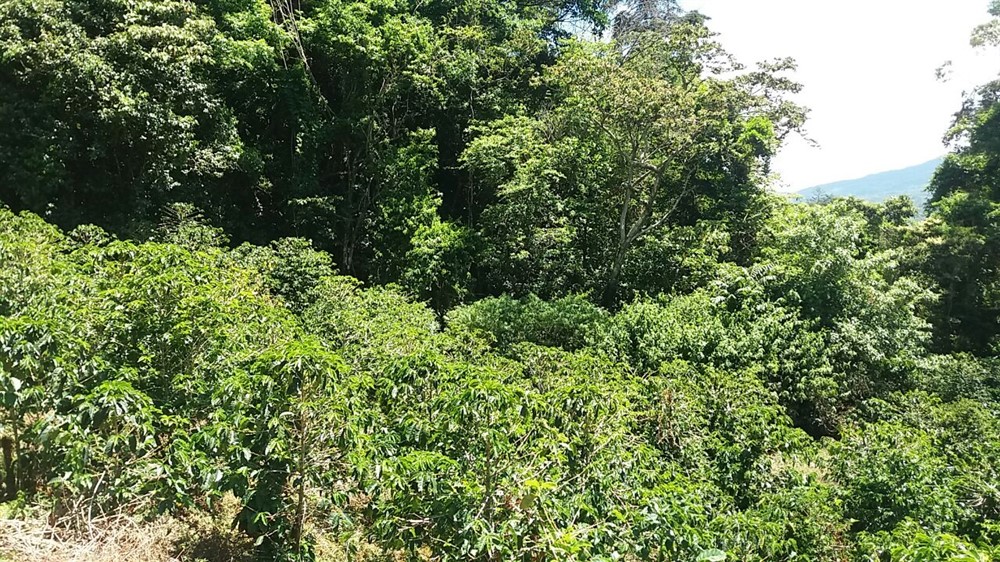 Magnificent View Lot in Las Terrazas Gated Community, Boquete, Panama – Lote con Magníficas Vistas en Las Terrazas, Boquete, Panamá. photo 10