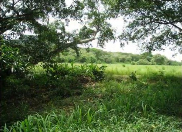 Withdrawn! Development Opportunity on Pan American Highway & Close to the Pacific Ocean Near Las Lajas Beach Areas in San Lorenzo, Panama photo 8