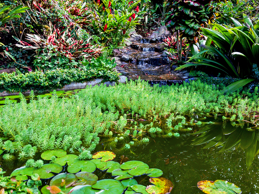 Great Deal!  Beautiful Palo Alto House with Tropical Botanical Garden  & Outstanding Features on 1.24 Acres Less Than 5 Minutes from Downtown Boquete. – Hermosa Casa con Jardín Botánico Tropical en Palo Alto, Boquete photo 12