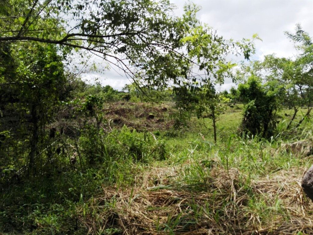 House & Guest House on 4 Hectares (10 Acres) For Sale Near David, Panama photo 10