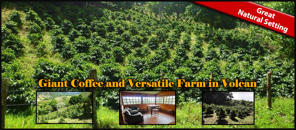 sold Giant Coffee and Versatile Farm in Volcan  – 1.78 million square meters – Finca Cafetalera en Volcan con Hermosas Vistas photo 2