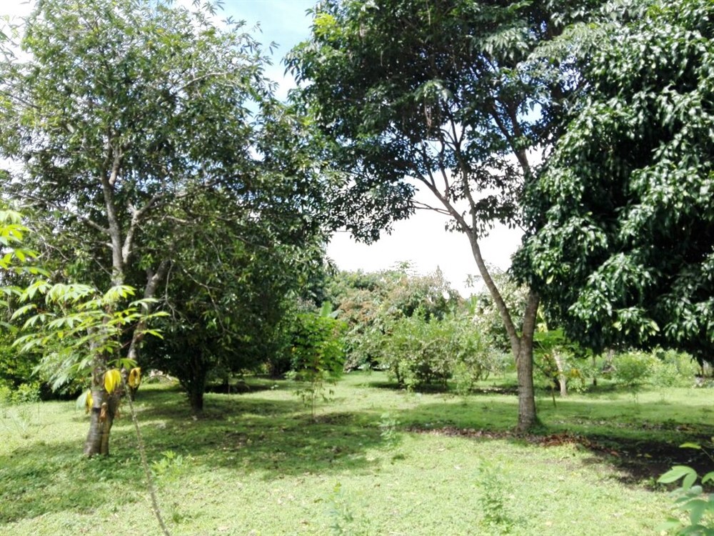 House & Guest House on 4 Hectares (10 Acres) For Sale Near David, Panama photo 3