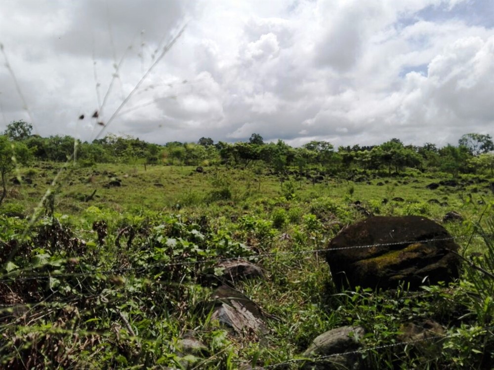 House & Guest House on 4 Hectares (10 Acres) For Sale Near David, Panama photo 11