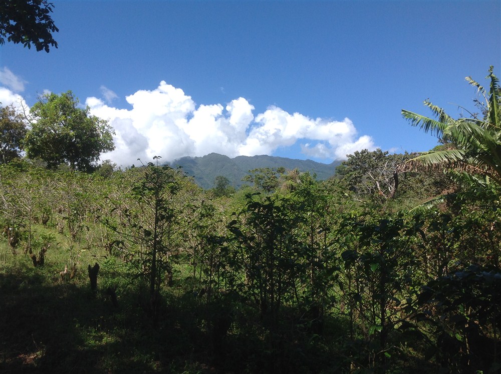 withdrawn Price Reduced! Beautiful Palmira Boquete Lot for Sale on Paved Road photo 3