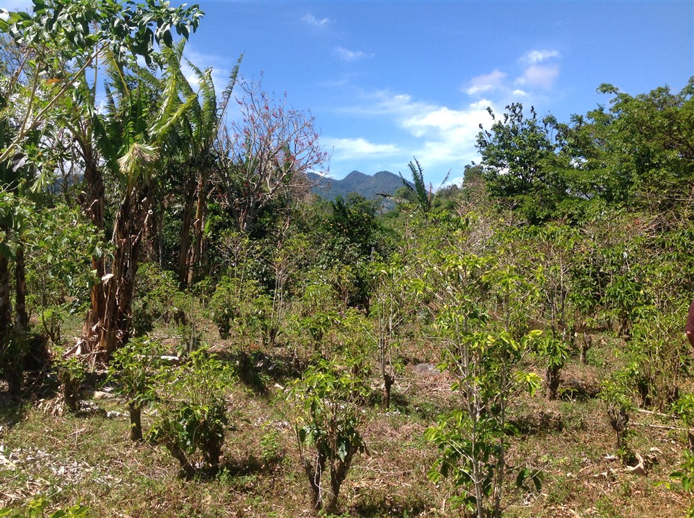 Sold by Casa Solution – Great Price! Palmira, Boquete Beautiful Property. – Over 2 Fantastic Hectares. – Hermosa Propiedad en Palmira Boquete, Más de 2 Fantásticas Hectáreas. photo 12