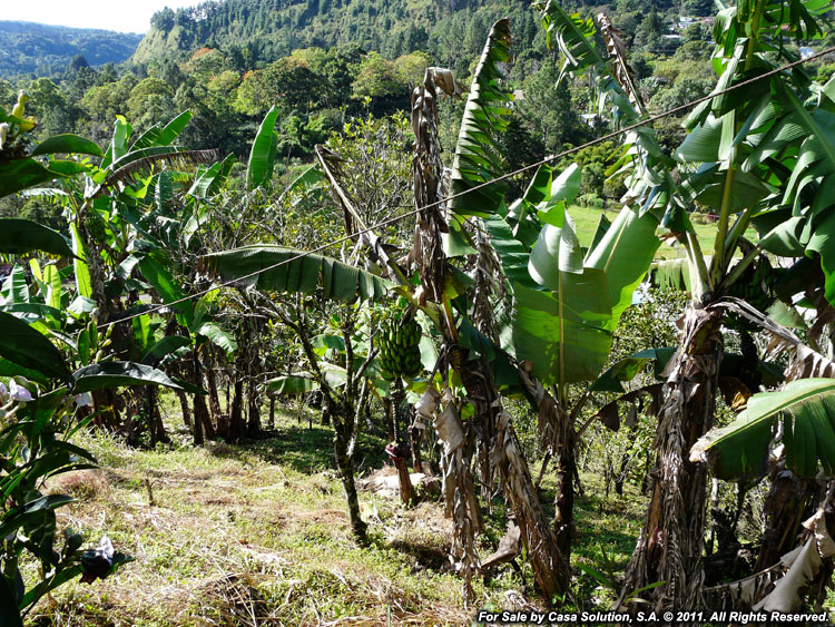 Back on the Market – Mountain Lot in Alto Lino, Boquete photo 4