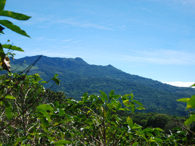 Incredible 1 hectare lot in prime Volcancito, Boquete neighborhood photo 6