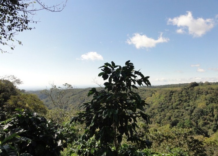 Sold by Owner - Palmira, Boquete Canyonfront View Property for Sale photo 11
