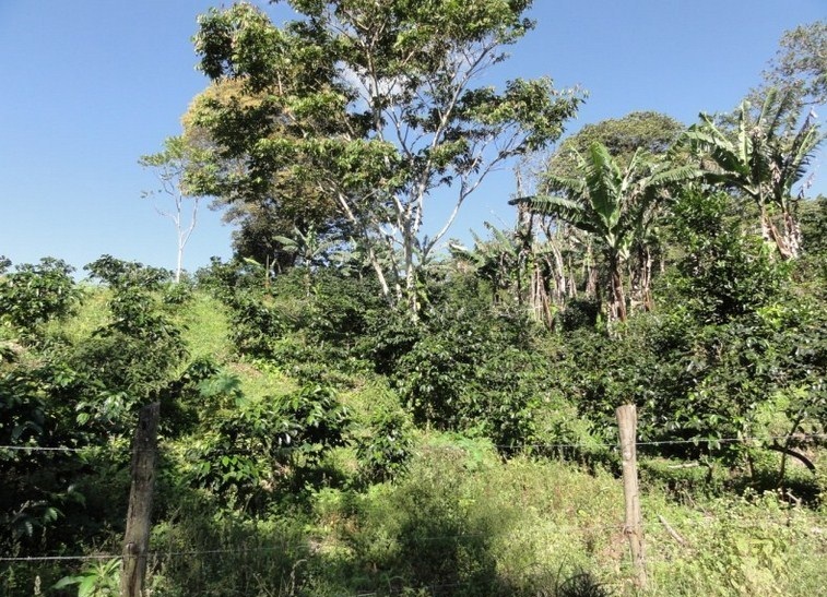 Sold by Owner - Palmira, Boquete Canyonfront View Property for Sale photo 9