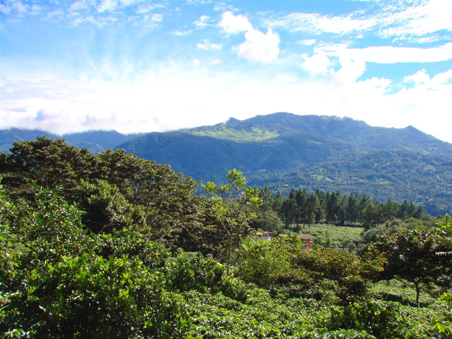 Incredible 1 hectare lot in prime Volcancito, Boquete neighborhood photo 5