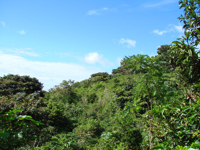 Incredible 1 hectare lot in prime Volcancito, Boquete neighborhood photo 8