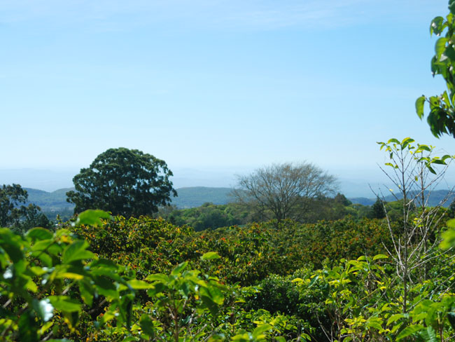 Incredible 1 hectare lot in prime Volcancito, Boquete neighborhood photo 11