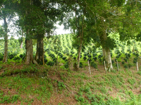 sold Giant Coffee and Versatile Farm in Volcan  – 1.78 million square meters – Finca Cafetalera en Volcan con Hermosas Vistas photo 12