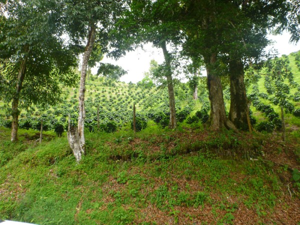 sold Giant Coffee and Versatile Farm in Volcan  – 1.78 million square meters – Finca Cafetalera en Volcan con Hermosas Vistas photo 11