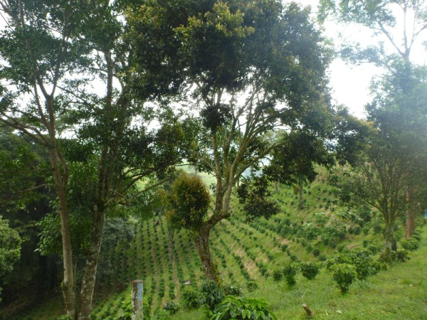 sold Giant Coffee and Versatile Farm in Volcan  – 1.78 million square meters – Finca Cafetalera en Volcan con Hermosas Vistas photo 10