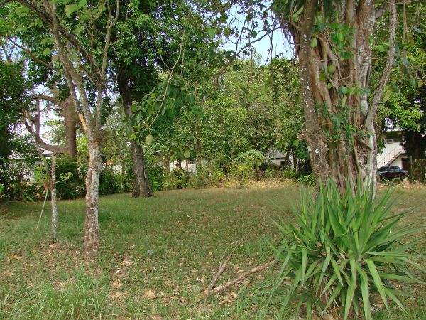 withdrawn Near Busy F Sur in David Panama one block from Pan American Highway photo 10