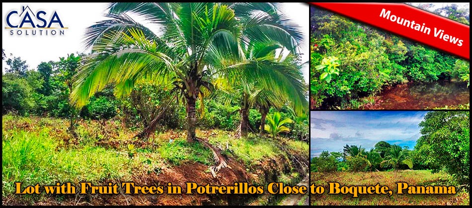 Lot for Sale with Fruit Trees in Potrerillos Close to Boquete, Panama