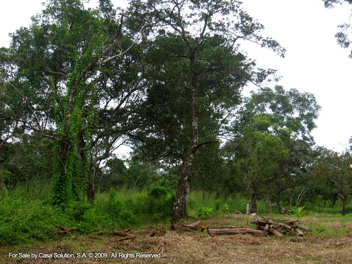 modified 10 hectares - 27 acres plus in La Tranca, Alto Boquete - Riverfront photo 7