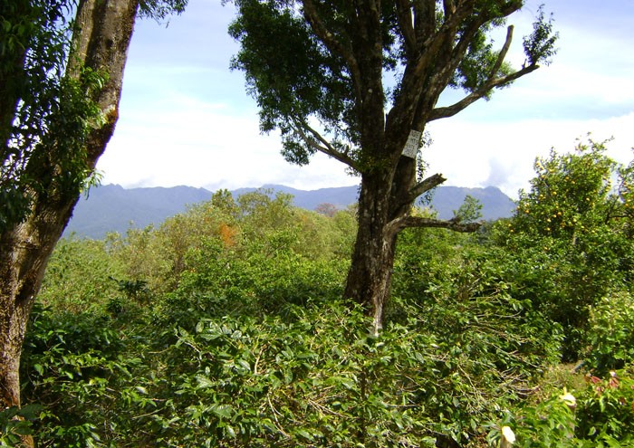 Magnificent Coffee Farm Property in Prime Volcancito, Boquete – Magnifica Finca de Café en Volcancito, Boquete photo 3