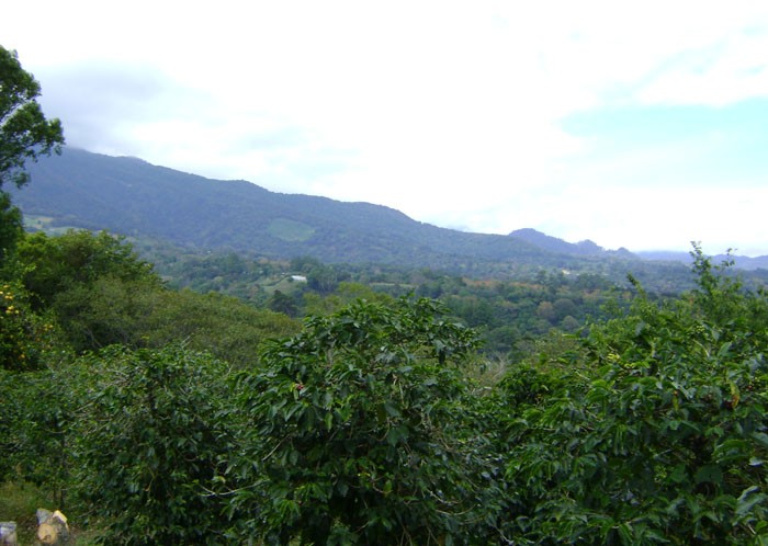 Magnificent Coffee Farm Property in Prime Volcancito, Boquete – Magnifica Finca de Café en Volcancito, Boquete photo 7