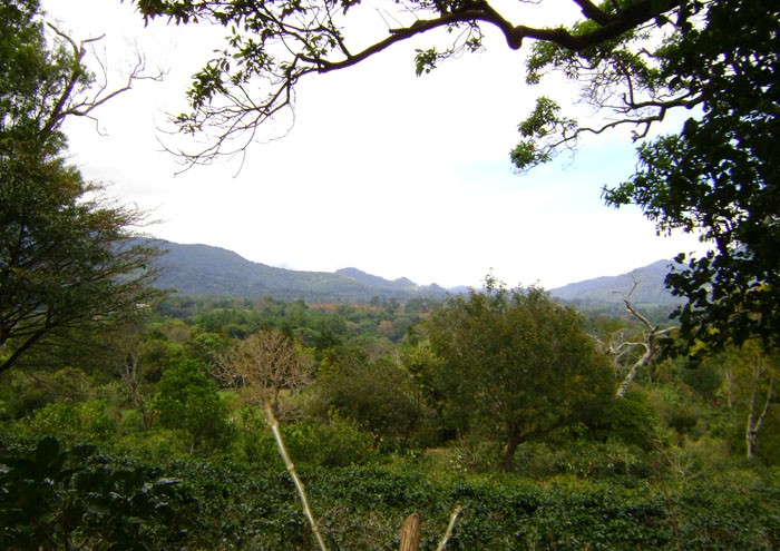 Magnificent Coffee Farm Property in Prime Volcancito, Boquete – Magnifica Finca de Café en Volcancito, Boquete photo 6