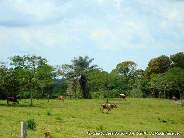 withdrawn Done - Cattle and Horse Farm of 57 hectares photo 11