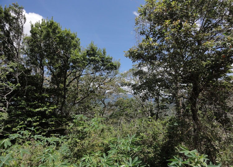 smaller parcel withdrawn Great Price! Ideal Building Site Property at a Great Price in Jaramillo, Boquete photo 7