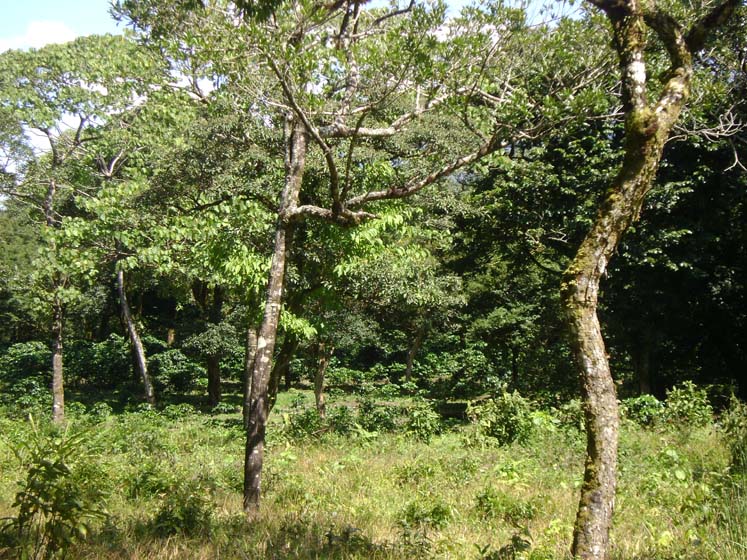 Expansive Property in Jaramillo, Boquete on newly paved road (Or choose your size) photo 4