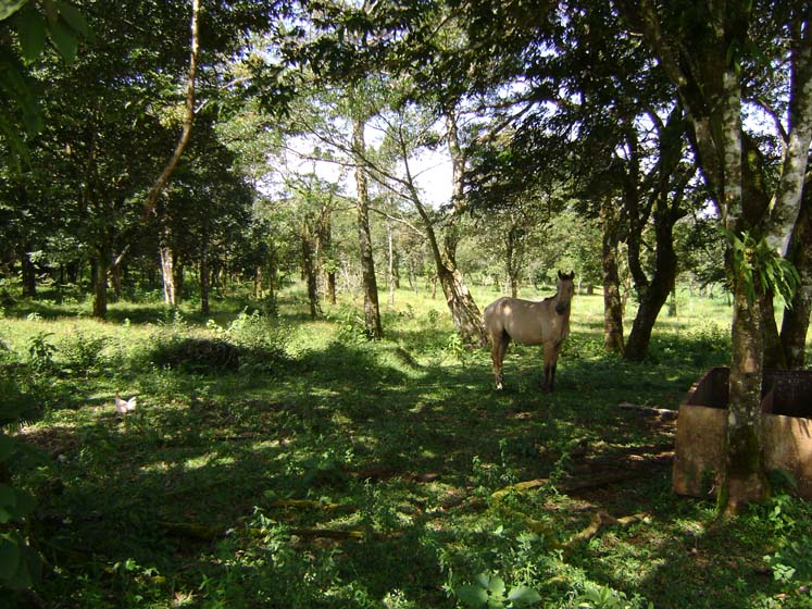 Expansive Property in Jaramillo, Boquete on newly paved road (Or choose your size) photo 7