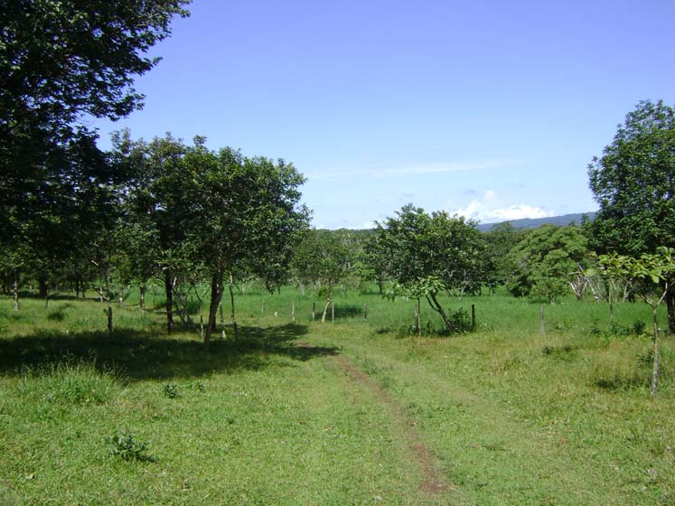 Expansive Property in Jaramillo, Boquete on newly paved road (Or choose your size) photo 9