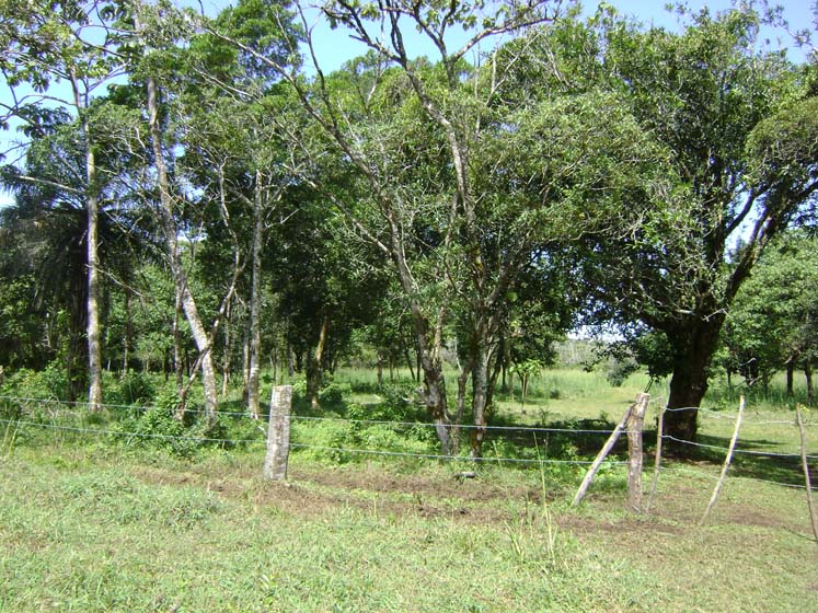 Expansive Property in Jaramillo, Boquete on newly paved road (Or choose your size) photo 10